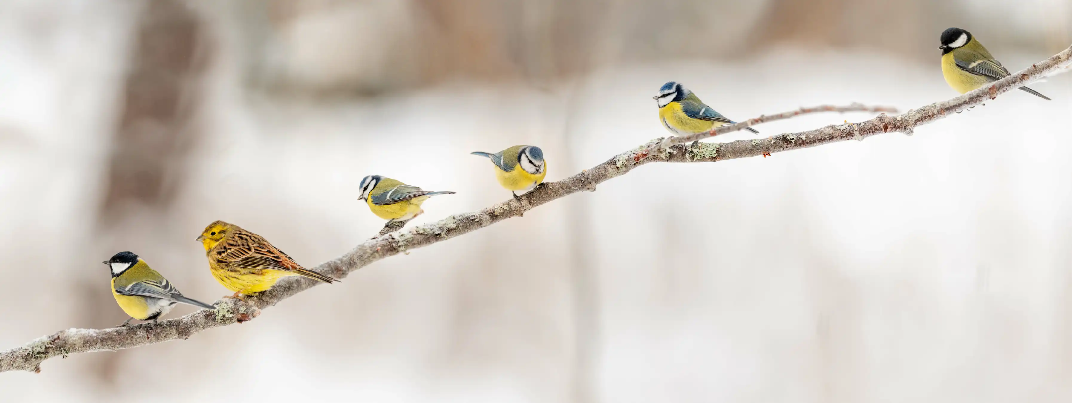 Linnut oksalla.webp